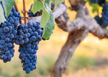 Qué es el Cabernet Franc y por qué se celebra hoy su Día