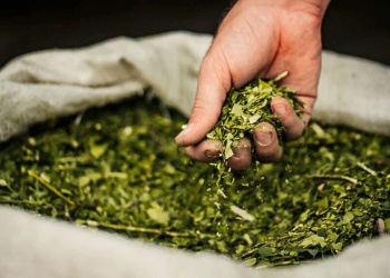 Más desregulación en la yerba mate: productores advierten un impacto crítico en el sector