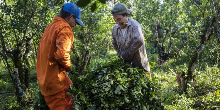 AUMENTOS MÍNIMOS. El acuerdo paritario respecto a la yerba se fijó en forma escalonada con aumentos del 1,5% dividido entre octubre, noviembre y diciembre.