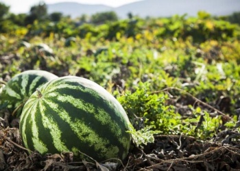 Zafra tropical: hubo buena cosecha de sandía, pero se retrasa la del ananá