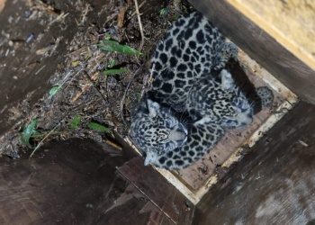 La Red Yaguareté exige información sobre el estado de “Pará” y sus cachorros tras la relocalización