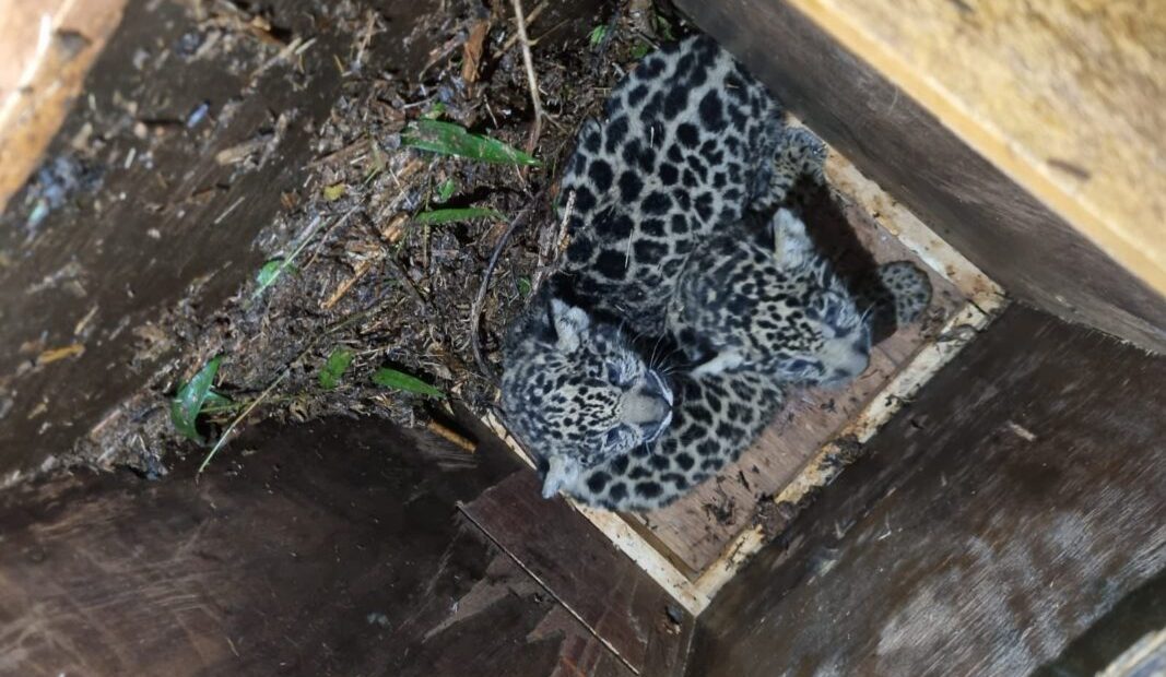 La Red Yaguareté exige información sobre el estado de “Pará” y sus cachorros tras la relocalización