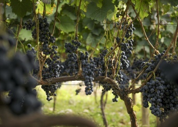 Importante bodega de San Juan se hunde en la crisis: ya debe más de $450 millones