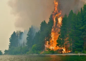 Declaran la emergencia ígnea en cuatro provincias por incendios en la Patagonia
