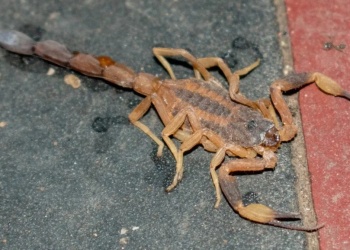 Crecen consultas por animales ponzoñosos en Posadas