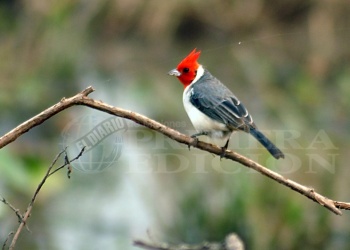 Para conocer la biodiversidad invitaron al Safari de Verano 2026