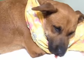 Crueldad animal: Canela perdió parte de la mandíbula tras una explosión de pirotecnia