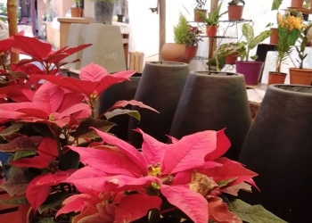 Plantas sanas todo el año: consejos simples para cuidarlas en verano