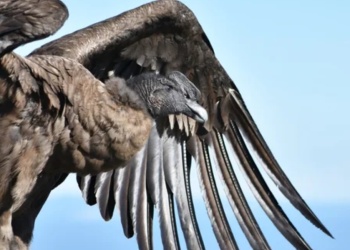 Un documental de la CNN destacó la conservación del cóndor andino en Argentina