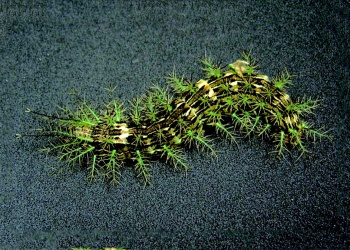 Especialista aclara cuándo la taturana es peligrosa y llama a evitar el pánico