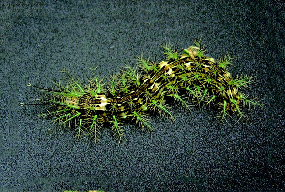 Especialista aclara cuándo la taturana es peligrosa y llama a evitar el pánico