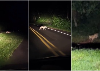 Registran a yaguareté cazando en el corazón del Parque Nacional Iguazú