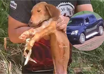Buscan al conductor que abandonó un perro con la pata amputada