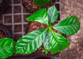 Dan los primeros pasos para evaluar el cultivo de café como alternativa productiva