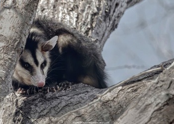 Convivir con la fauna urbana: qué hacer ante la aparición de comadrejas en la ciudad