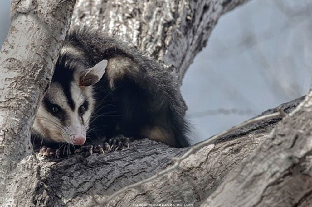 Convivir con la fauna urbana: qué hacer ante la aparición de comadrejas en la ciudad