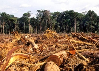 La pérdida de bosques en la Amazonia eleva hasta 3 grados la temperatura superficial
