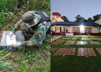 Más de 400 kilos de marihuana prensada fue incautada en Corpus