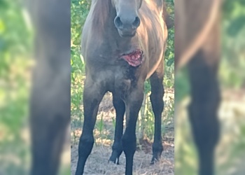 Alerta en una zona rural de Puerto Piray por ataques atribuidos a grandes felinos