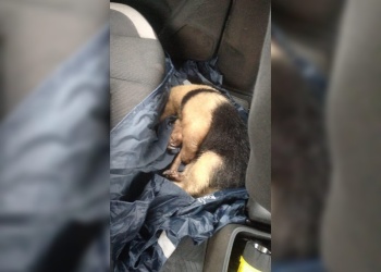 Un oso hormiguero fue asistido luego de ser atropellado en San Martín