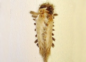 Vecinos en alerta por la presencia de la peligrosa oruga “pollo” en jardines