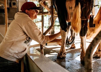 La producción de leche en Misiones creció un 30% en lo que va del verano