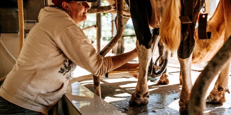 PRODUCCIÓN. Desde la cooperativa de Pozo Azul, comentaron que obtienen mensualmente entre 10 mil y 12 mil litros.
