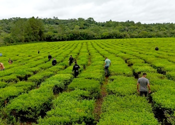 Hallaron el arma que habría sido utilizada en el homicidio de Hugo Orlando Von Steiger