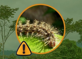 Misiones: advierten por la posible aparición de un insecto altamente riesgoso para la salud