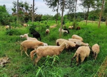 La producción ovina en Misiones tuvo un incremento del 9,4% en los últimos tres años