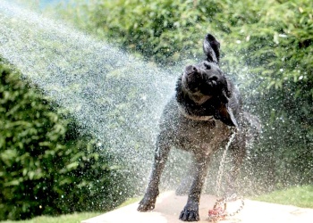 El error más común al mojar a los perros en verano