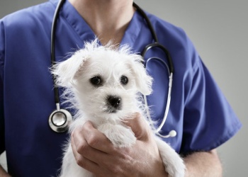 Alertan por prácticas veterinarias ilegales en Misiones: riesgos para animales y salud pública