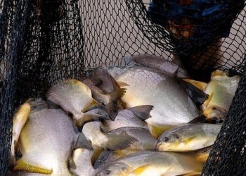 Repunta la comercialización de pescado, con varias alternativas muy económicas