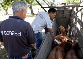 El SENASA fijó nuevas reglas para acreditación de veterinarios y técnicos privados