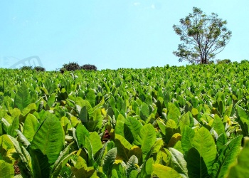 Tabaco: sin consenso por el precio y con fecha para arrancar el acopio