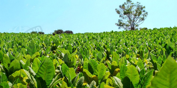 TABACO. El acopio podría iniciar nuevamente sin un acuerdo de precios entre cooperativas, empresas y gremios