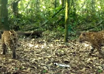 Captan a la yaguareté Janaína con dos nuevos cachorros