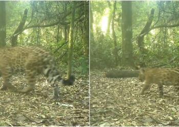 Registran a la yaguareté Janaína con dos cachorros en el Parque Nacional do Iguaçu
