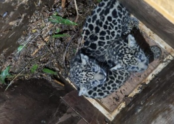 La Justicia investiga la desaparición de los cachorros de la yaguareté “Pará” tras el operativo en Misiones