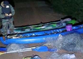 Biosfera Yabotí: Incautaron carne de pecarí labiado que fue faenada