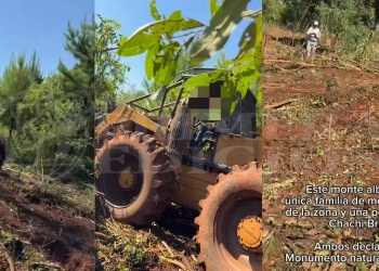 Frenaron desmonte ilegal en una zona nativa y de máxima protección de Salto Encantado