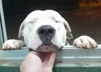 “Draco”, el perro guardián que murió defendiendo su hogar durante un asalto