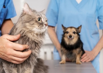 Día de la Esterilización Animal: “Es una herramienta clave para controlar la sobrepoblación y el abandono”