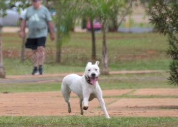 El verano y las mascotas: cómo proteger a tu perro de pulgas y garrapatas