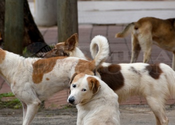 Misiones tuvo ocho casos de leishmaniasis visceral humana durante el año pasado
