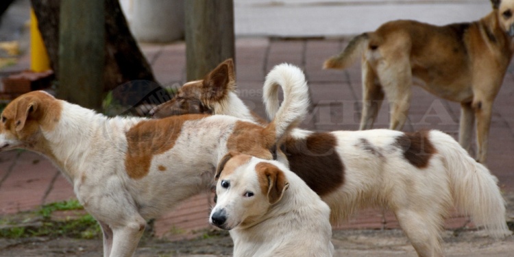 RESERVORIO. Los perros son los más castigados por la letalidad de esta enfermedad producida por un parásito.