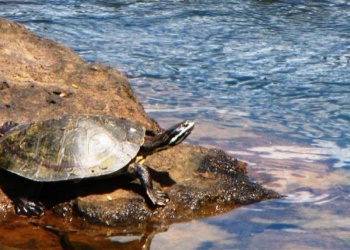 Comenzó la temporada de eclosión de la tortuga herradura en Cataratas