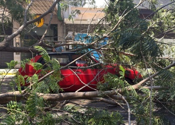 Conductor herido tras desplomarse una rama sobre su vehículo en pleno centro de Posadas