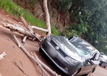 Un árbol cayó sobre un auto en la ruta 101 y el conductor fue hospitalizado