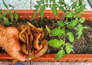 Abono casero: Cómo preparar un fertilizante orgánico con cáscaras de papas